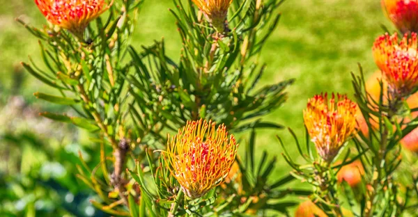 In Zuid-Afrika close up van de rode oranje cactus-flowe — Stockfoto
