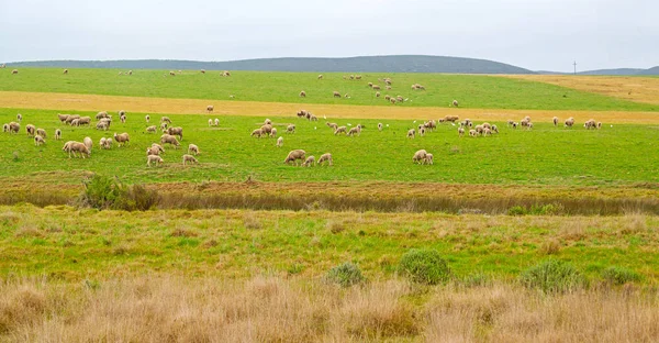 En Afrique du Sud plante arbuste et mouton — Photo
