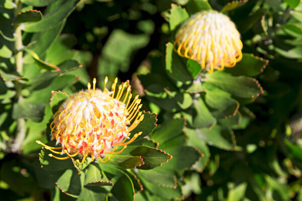 in south africa close up of the    red orange cactus flowe
