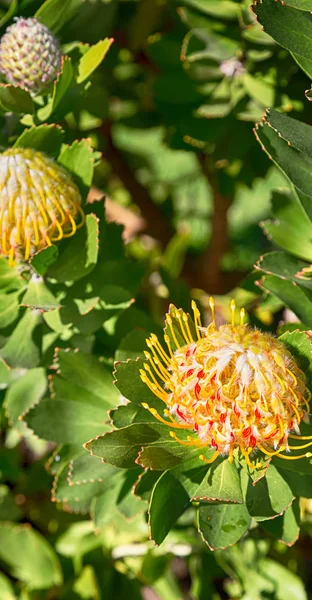 In Sudafrica primo piano del fiore di cactus arancione rosso — Foto Stock