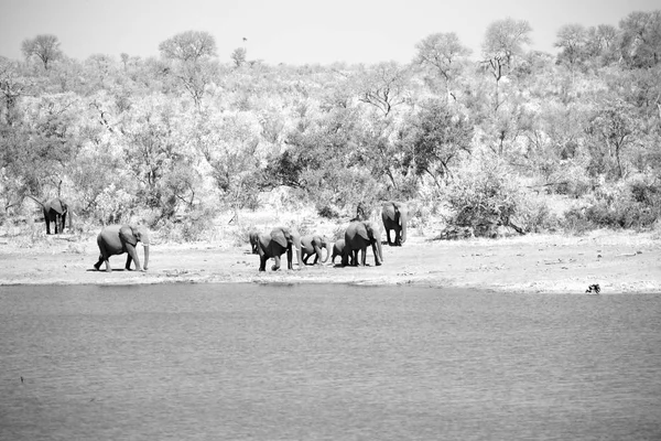 En Sudáfrica elefante de vida silvestre — Foto de Stock