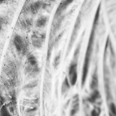 arka ışık ve bir yaprak 