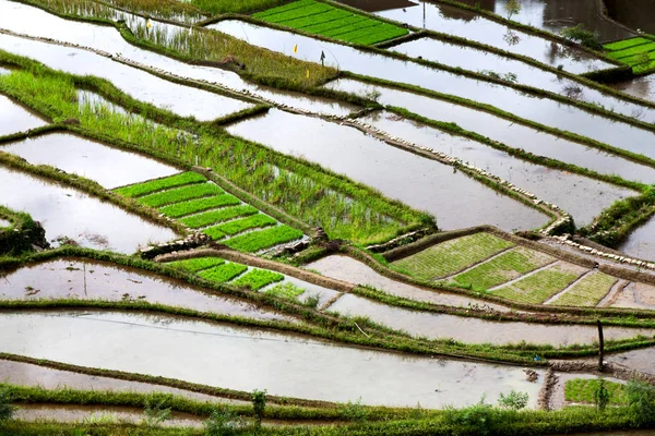 Terrace   field for  coultivation of rice — Stock Photo, Image