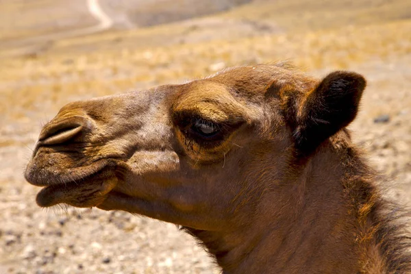 Timanfaya Испания Африка коричневый щенок верблюд — стоковое фото