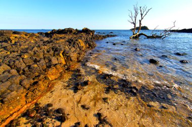   Deniz yosunu Hint Okyanusu Madagaskar  