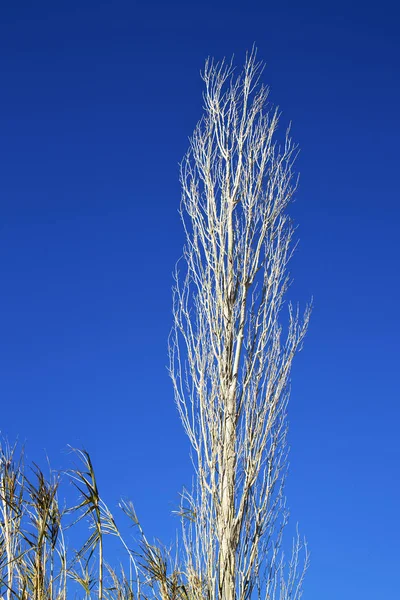 Bois dans le ciel marocain afrique — Photo