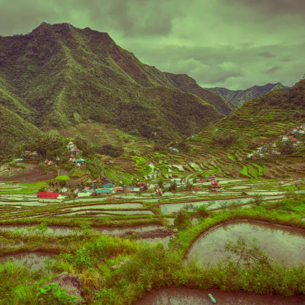 Campo de terraço para coultivação de arroz — Fotografia de Stock