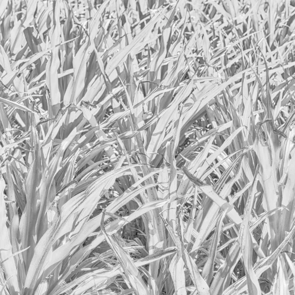 Um fild de grama colse up fundo abstrato — Fotografia de Stock