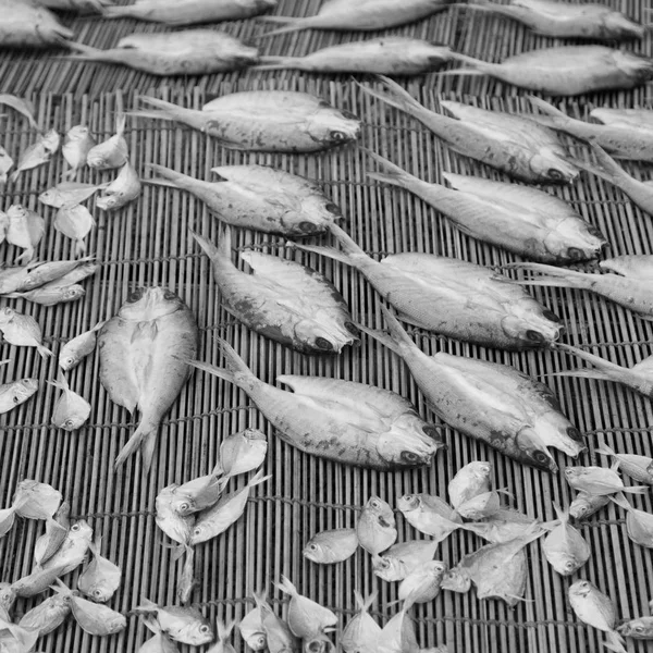 Много соленой рыбы и сухой подготовки для рынка — стоковое фото