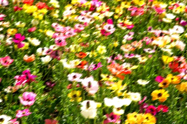 花と庭 — ストック写真