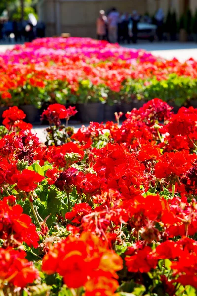 The flowers and   garden — Stock Photo, Image