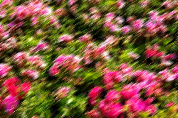 I fiori e il giardino — Foto Stock