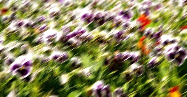 I fiori e il giardino — Foto Stock