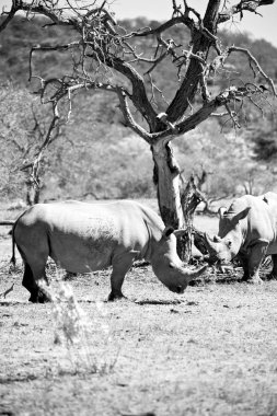   Güney Afrika yaban hayatı rezerv ve gergedan