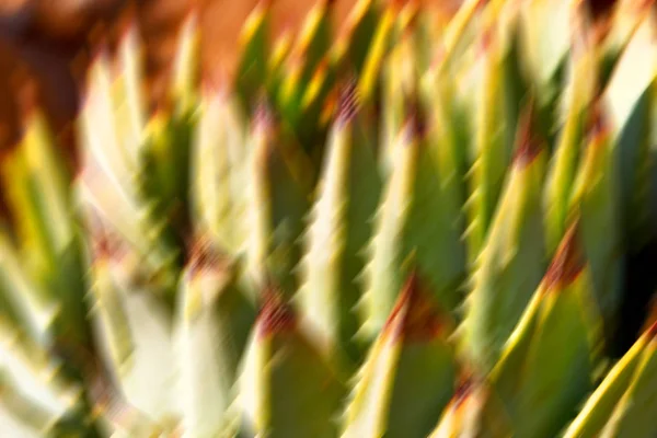 선인장 식물 및 빛의 초록 잎 — 스톡 사진