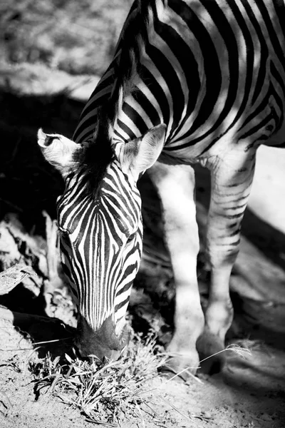 In south africa     wildlife  nature  reserve and  zebra — Stock Photo, Image
