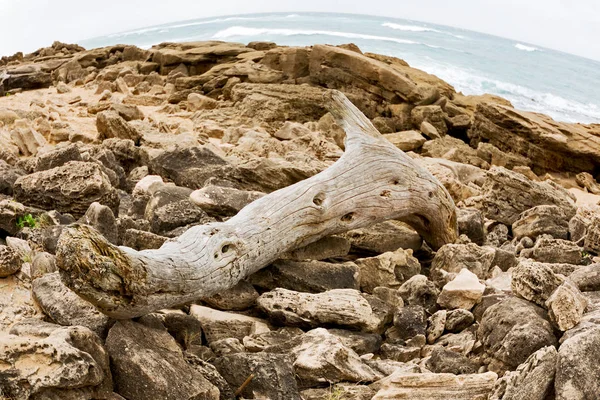 En Sudáfrica rama muerta árbol costa — Foto de Stock