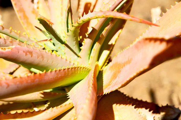 Feuille abstraite de plante de cactus et lumière — Photo