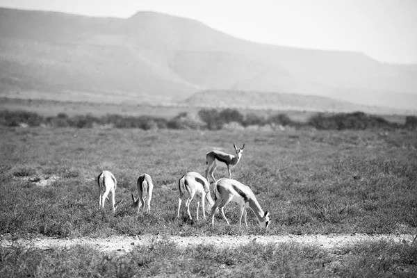 Impala selvatica nel cespuglio invernale — Foto Stock