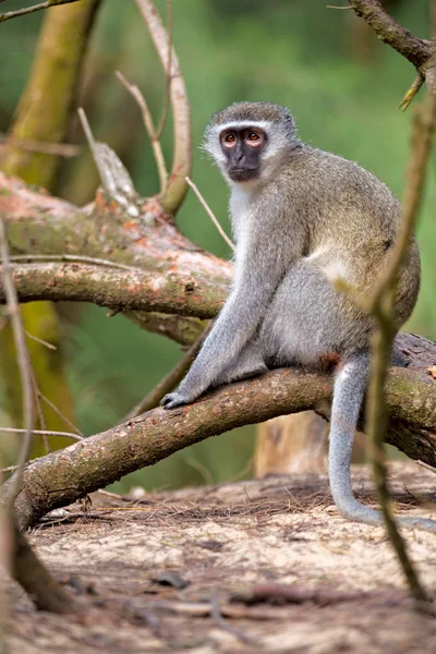 In south africa      wildlife  nature    and   monkey — Stock Photo, Image