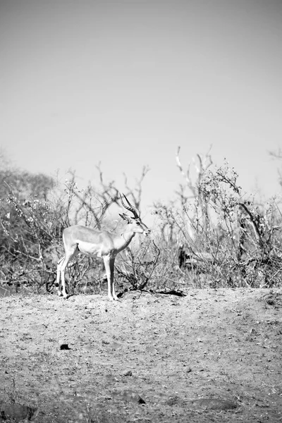 A téli-bokor, vad impala — Stock Fotó