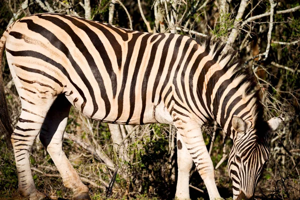 Güney Afrika yaban hayatı doğa rezerv ve zebra — Stok fotoğraf