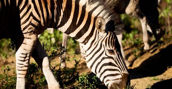 Na África do Sul reserva natural de vida selvagem e zebra — Fotografia de Stock