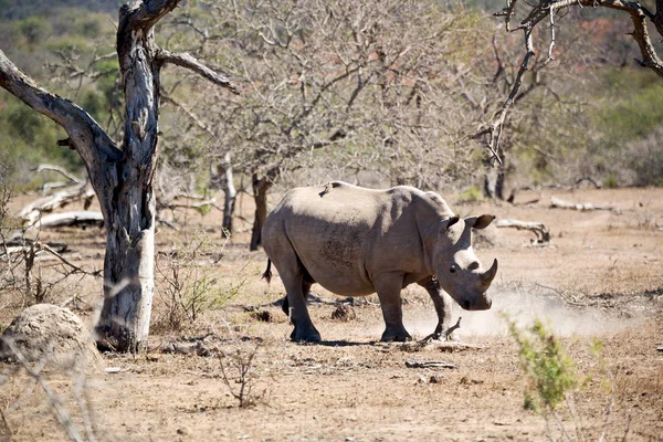 in south africa     wildlife     reserve and   rhinoceros