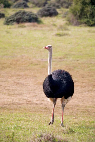 南アフリカの野生動物の自然保護区とダチョウ — ストック写真