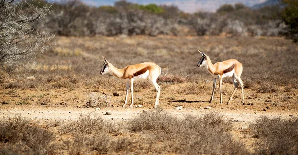 Impala selvagem no arbusto de inverno — Fotografia de Stock