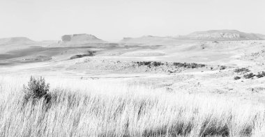   Güney Afrika'da kara çalı ve ağaç 