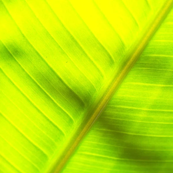 The  leaf close up   like abstract background — Stock Photo, Image
