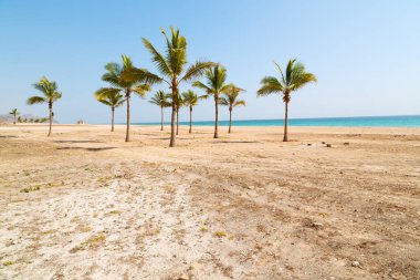 Umman Arapça Denizde kum plaj gökyüzü ve yarış yakınındaki tepenin palmiye