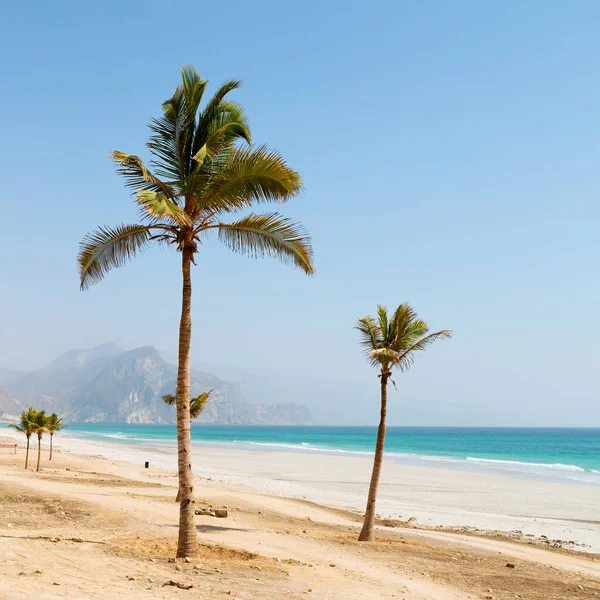 in oman arabic sea palm   the hill near sandy beach sky and moun