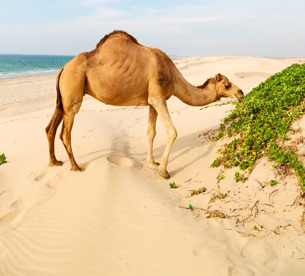 Em oman vazio quarto de deserto um dromedário livre perto do mar — Fotografia de Stock