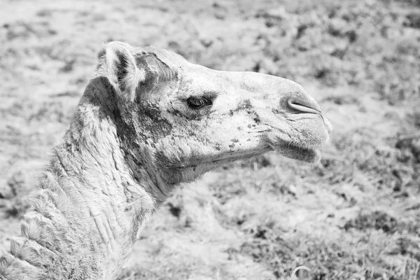 Umman deve içinde çöl dörtte bir ücretsiz dromedary yakınındaki boş. — Stok fotoğraf