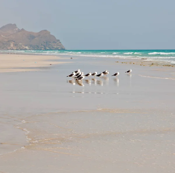 Na costa oman de salalah a montanha e gaivota do mar cheia — Fotografia de Stock