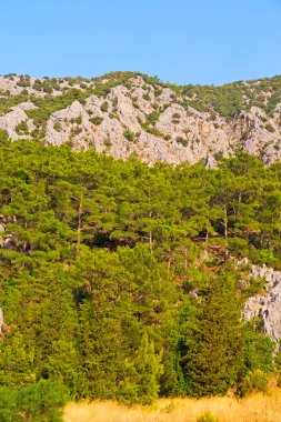 Olympos mountain bush termessos eski mimari  