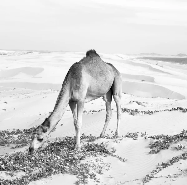 沙漠在海边免费骆驼阿曼空季 — 图库照片
