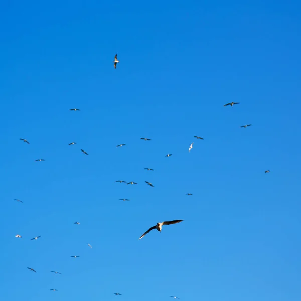 I oman himlen av fåglar — Stockfoto