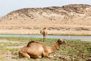 Umman deve içinde çöl dörtte bir ücretsiz dromedary yakınındaki boş.