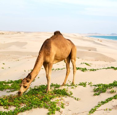 Umman boş çeyreğinde çöl ücretsiz dromedary denize yakın