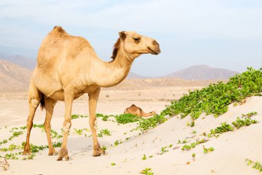 Umman boş çeyreğinde çöl ücretsiz dromedary denize yakın