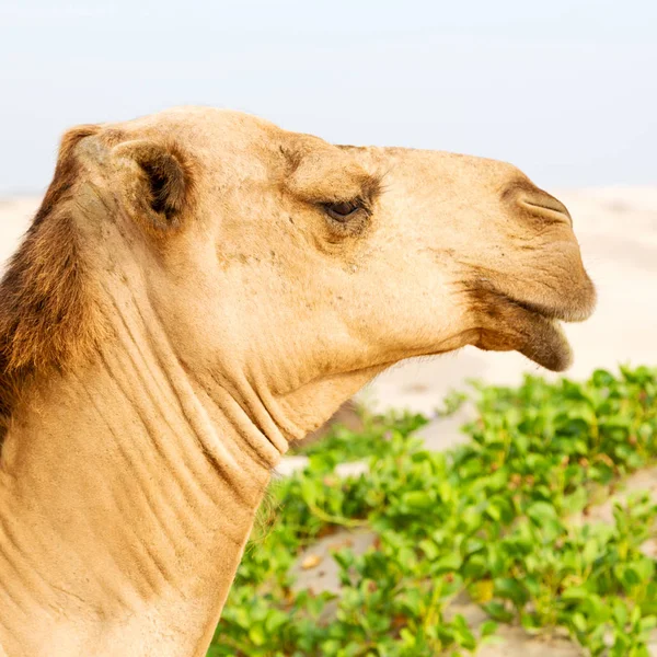 En Oman vacío cuarto de desierto un dromedario libre cerca del mar —  Fotos de Stock