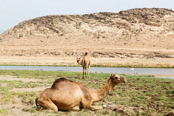 I oman camel tömma fjärdedel av öknen en gratis dromedar nära den — Stockfoto