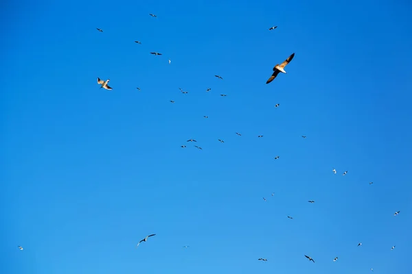 W oman niebo ptaków — Zdjęcie stockowe