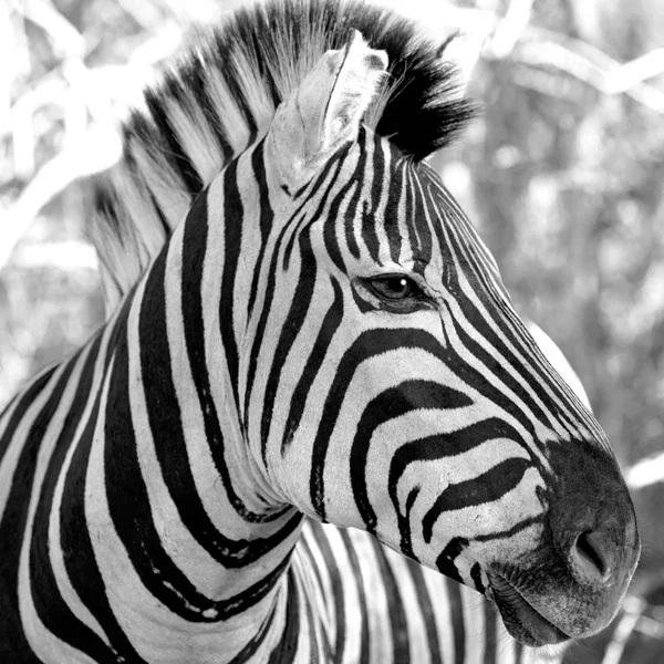 En Afrique du Sud réserve naturelle faunique et zèbre — Photo