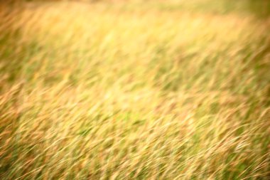 soyut çimenler gibi arka plan bulanıklık  