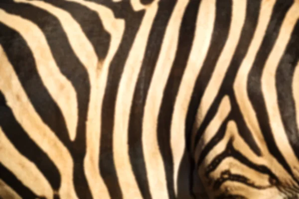 Wild zebra skin abstract background — Stock Photo, Image
