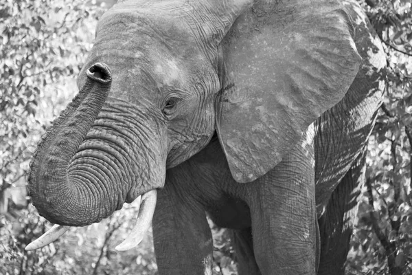 In Zuid-Afrika Wild nature reserve en olifant — Stockfoto